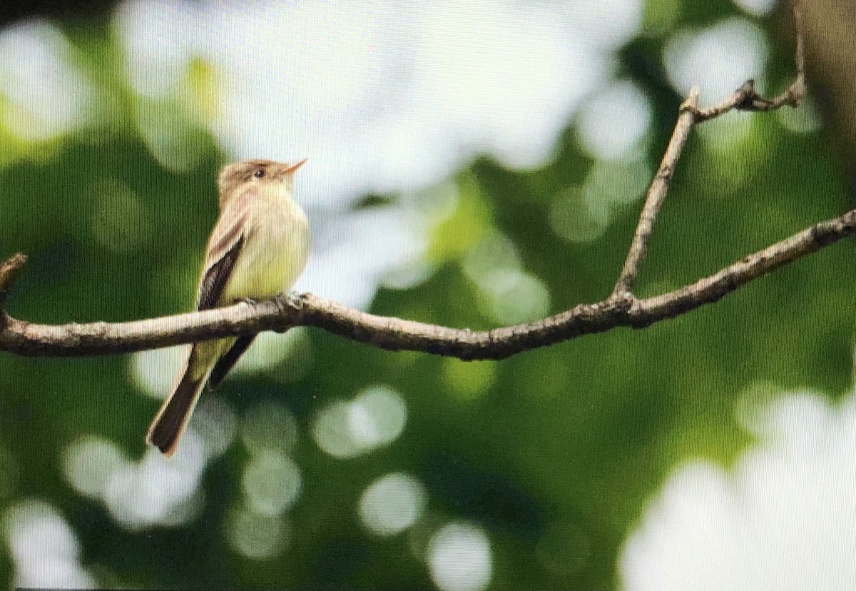 Eastern Wood-Pewee - Jules S