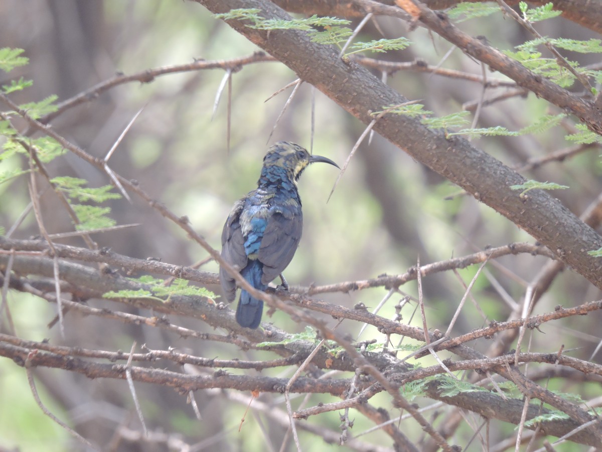 Purple Sunbird - Suzhal Arivom (Group Account)