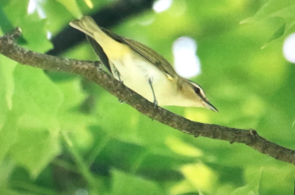 Red-eyed Vireo - Jules S
