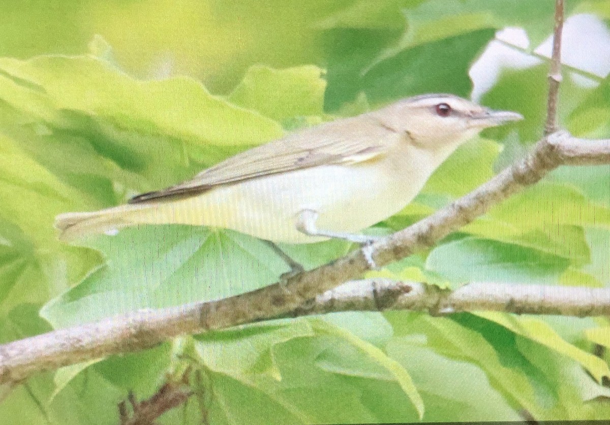 Red-eyed Vireo - Jules S