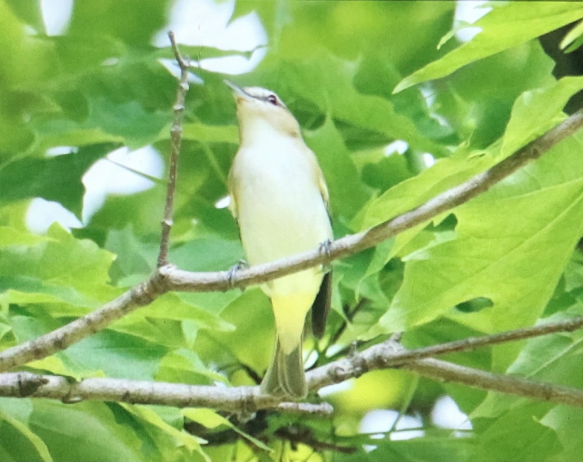 Red-eyed Vireo - Jules S