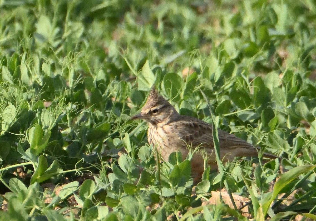 Crested Lark - Mu Sano