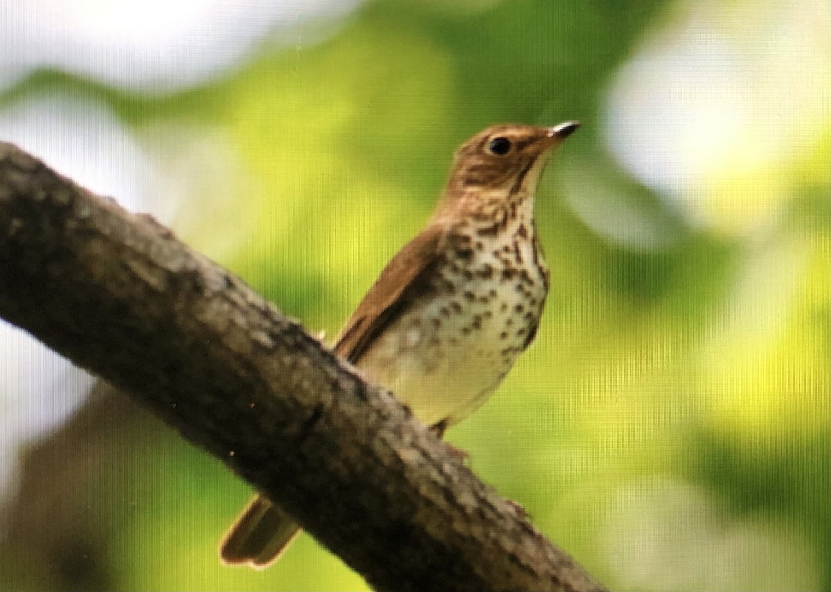 Swainson's Thrush - ML619433646