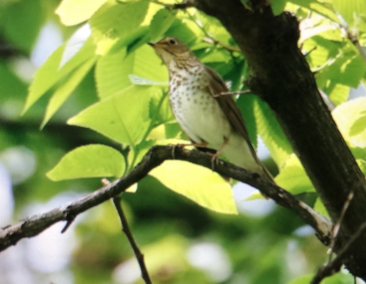 Swainson's Thrush - ML619433649