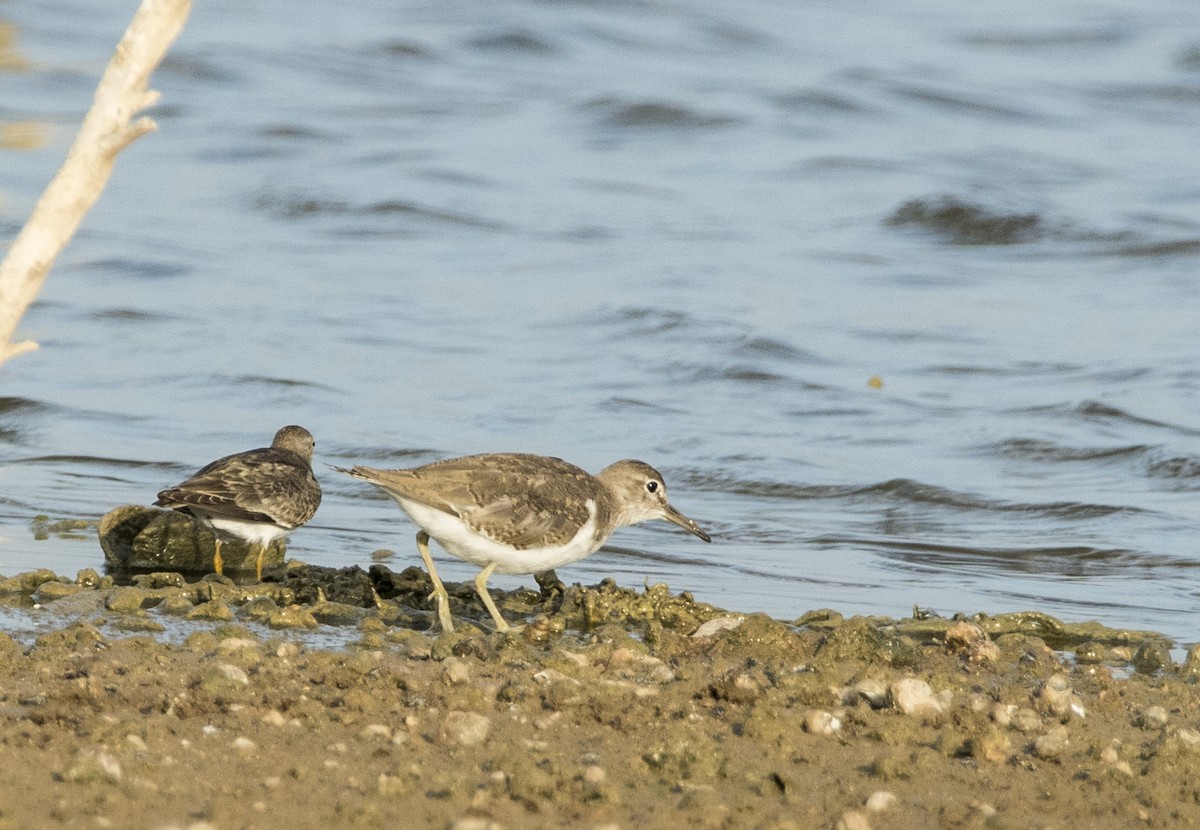 Common Sandpiper - Sathish Ramamoorthy