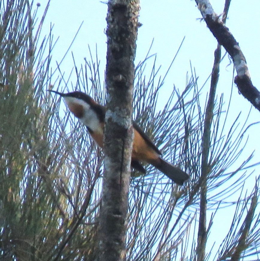 Eastern Spinebill - Catherine Hirsch