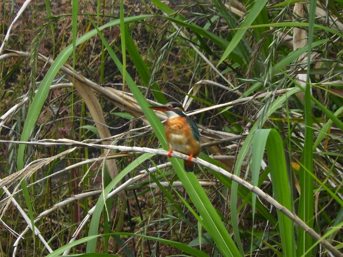 Common Kingfisher - Takayuki Uchida