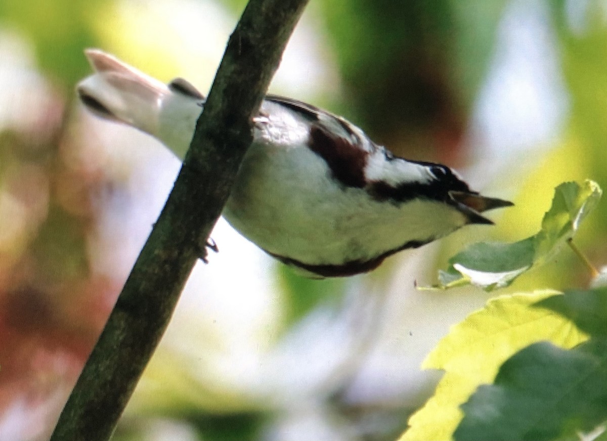 Chestnut-sided Warbler - ML619433677