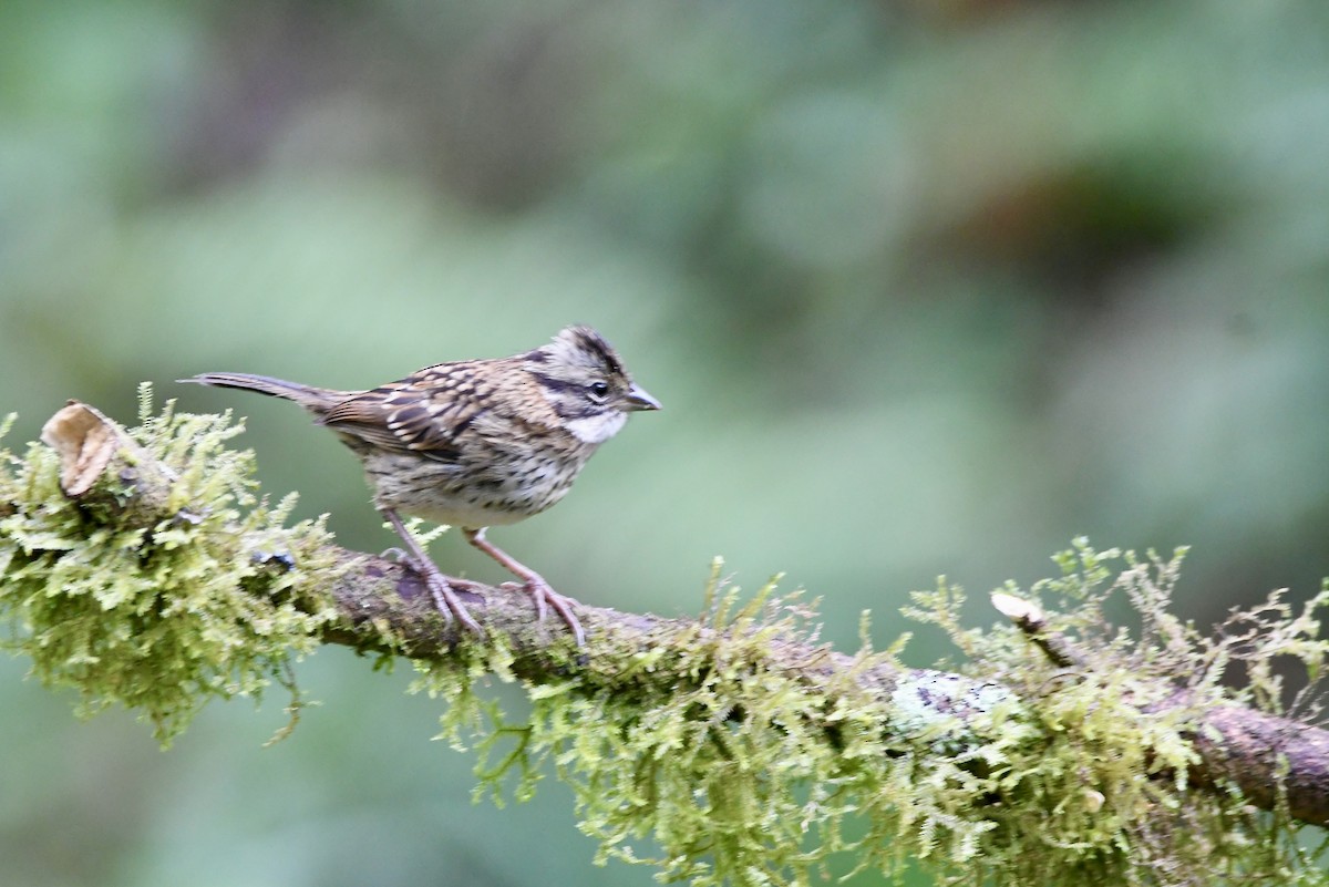 Rufous-collared Sparrow - mark perry