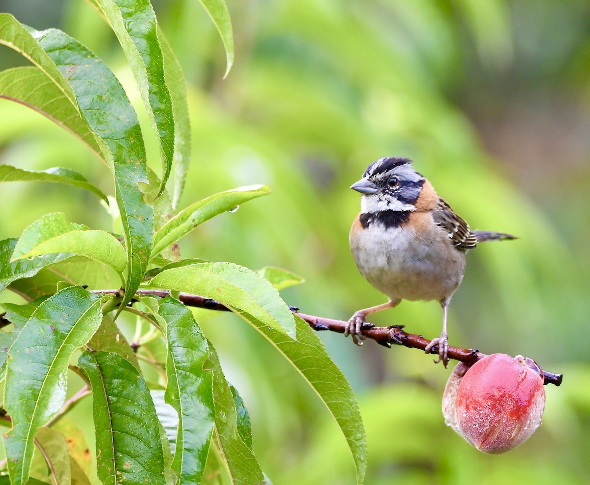 Rufous-collared Sparrow - mark perry