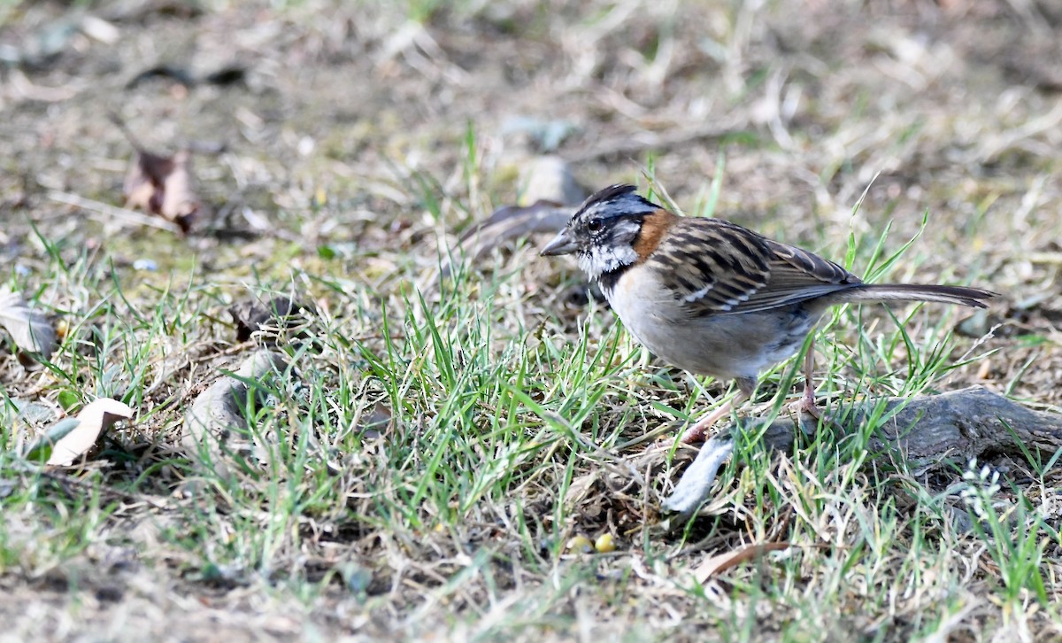 Rufous-collared Sparrow - mark perry