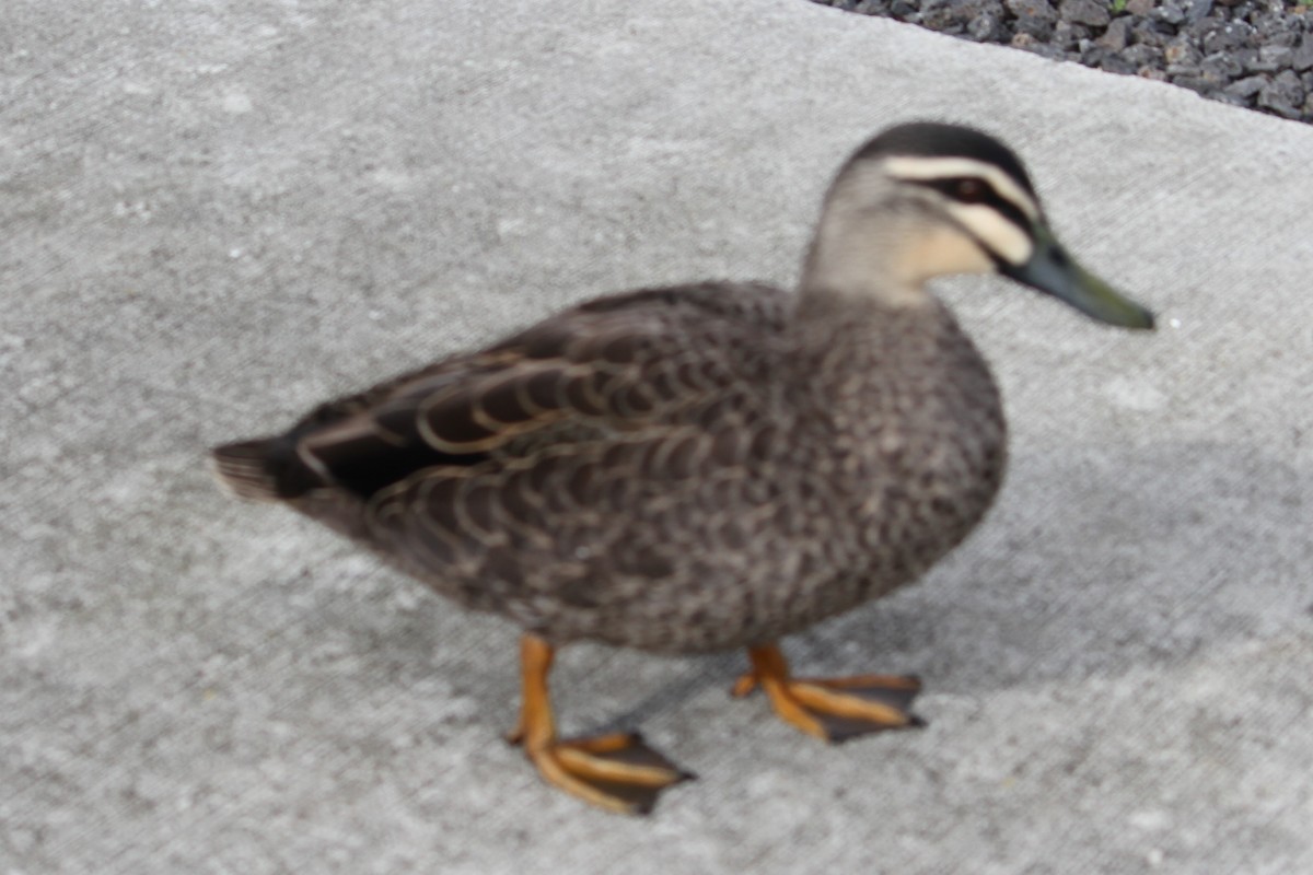 Pacific Black Duck - NICOLINO DALFONSO