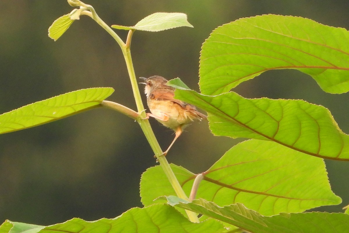 Himalayan Prinia - ML619433701