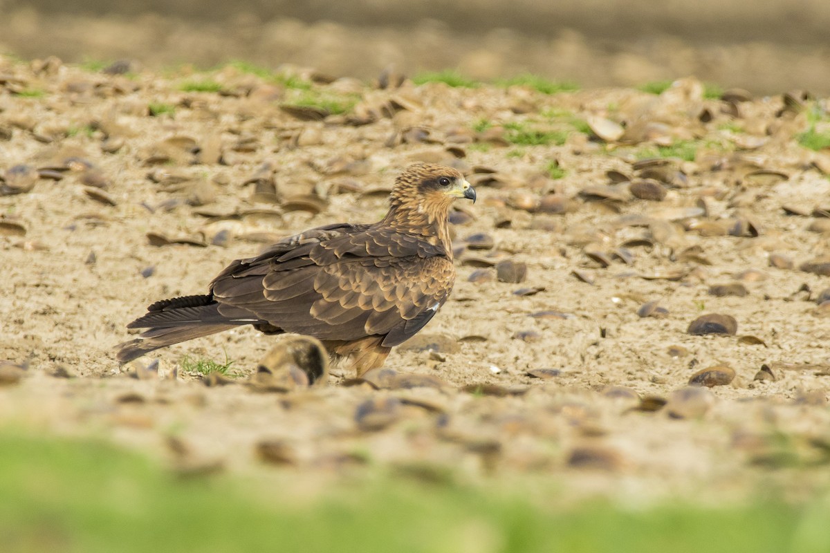 Black Kite - Sathish Ramamoorthy