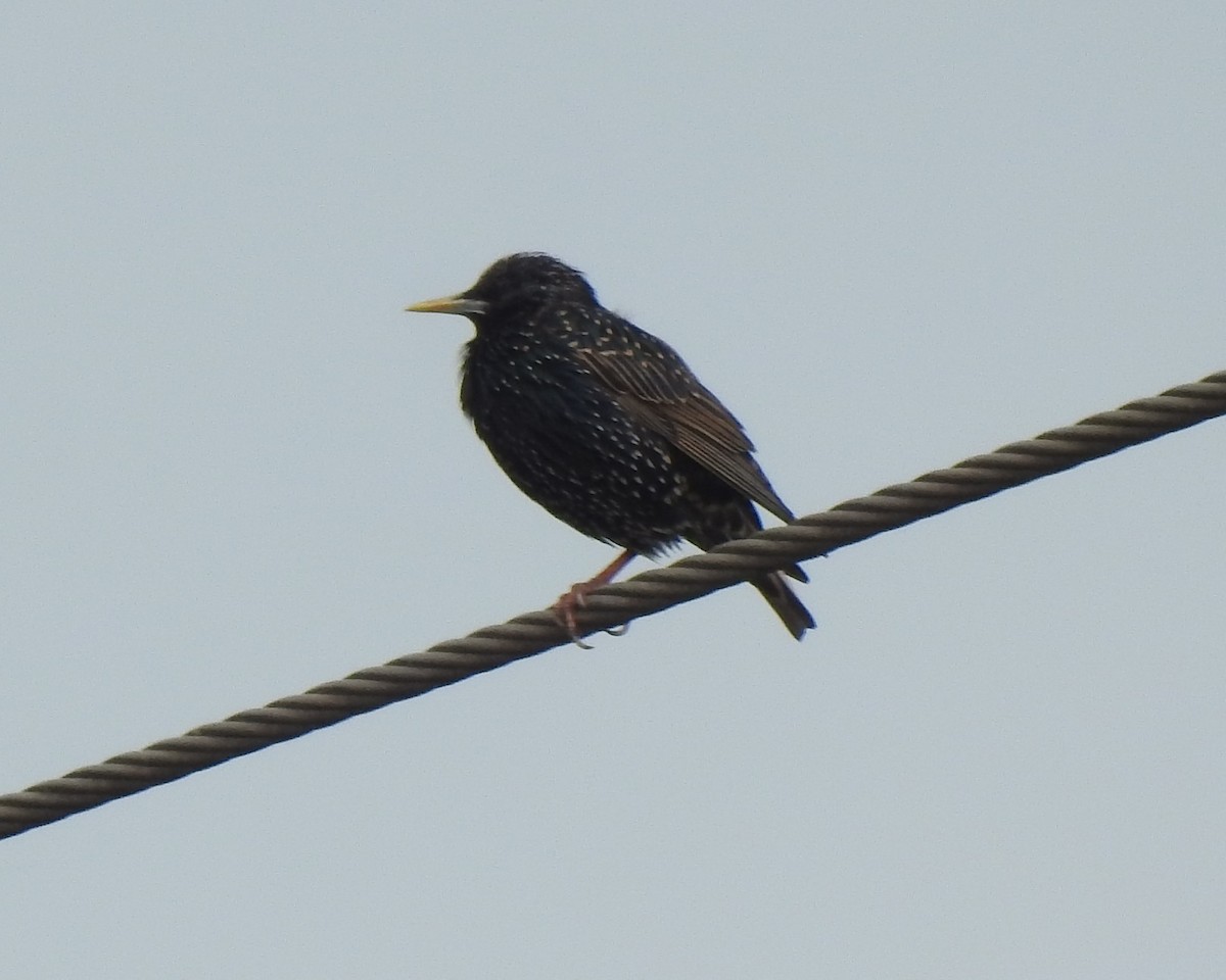 European Starling - Bill Mulhearn