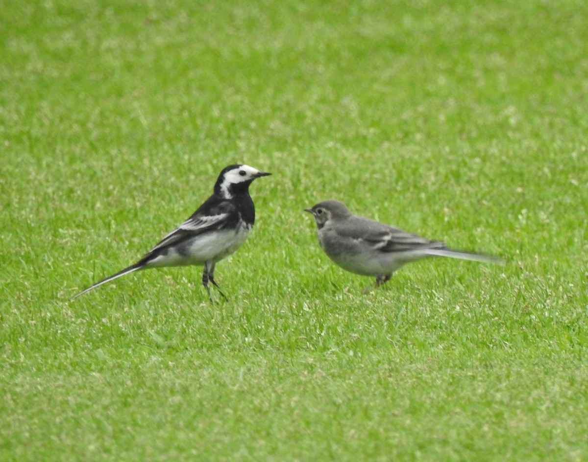 wagtail sp. - Bill Mulhearn