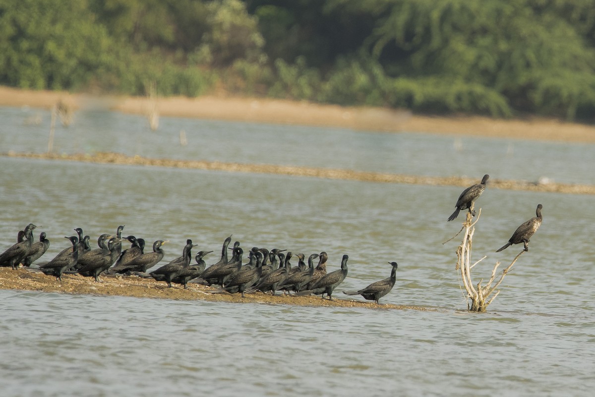 Indian Cormorant - Sathish Ramamoorthy