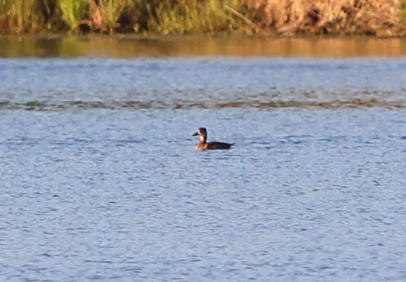 Ring-necked Duck - David Gibson