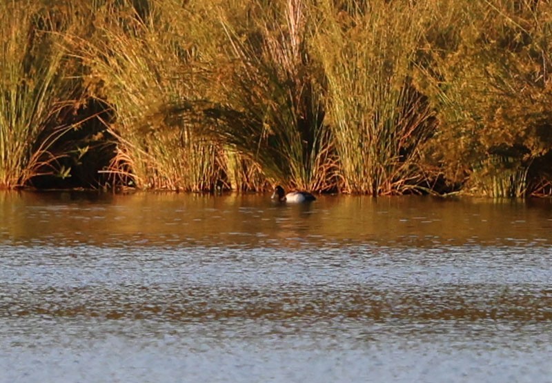 Lesser Scaup - David Gibson