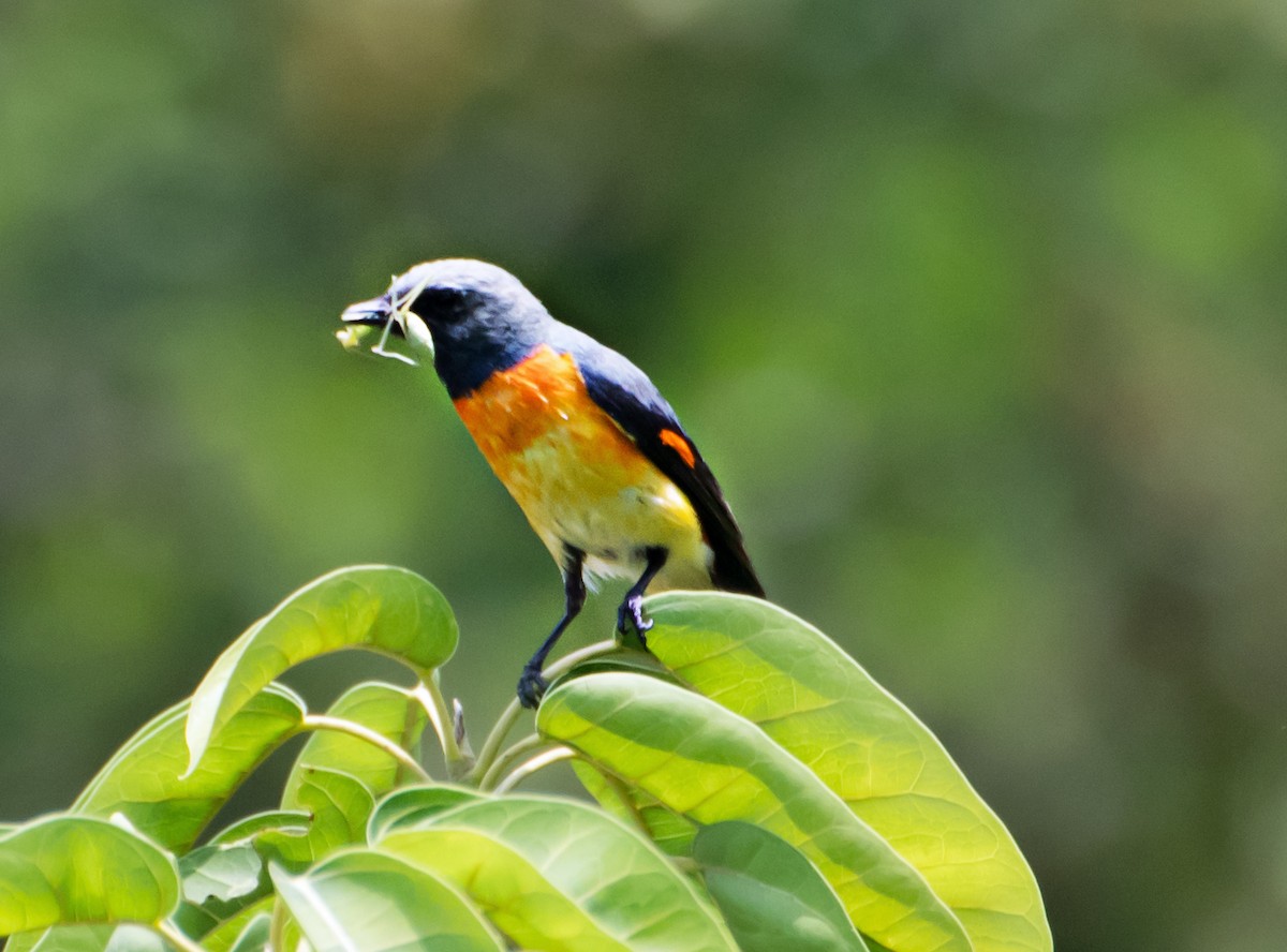 Small Minivet - chandana roy