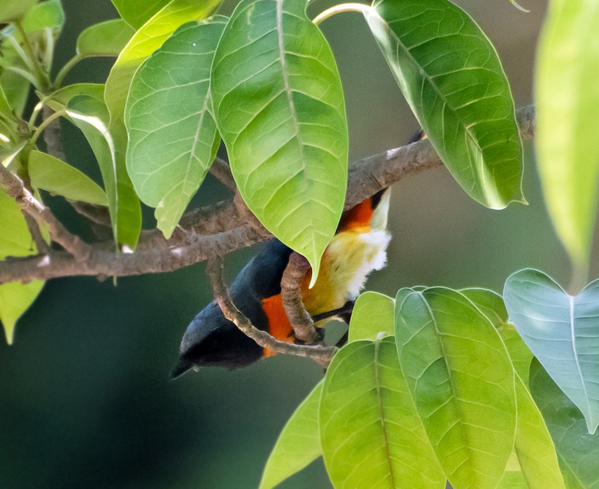 Small Minivet - chandana roy