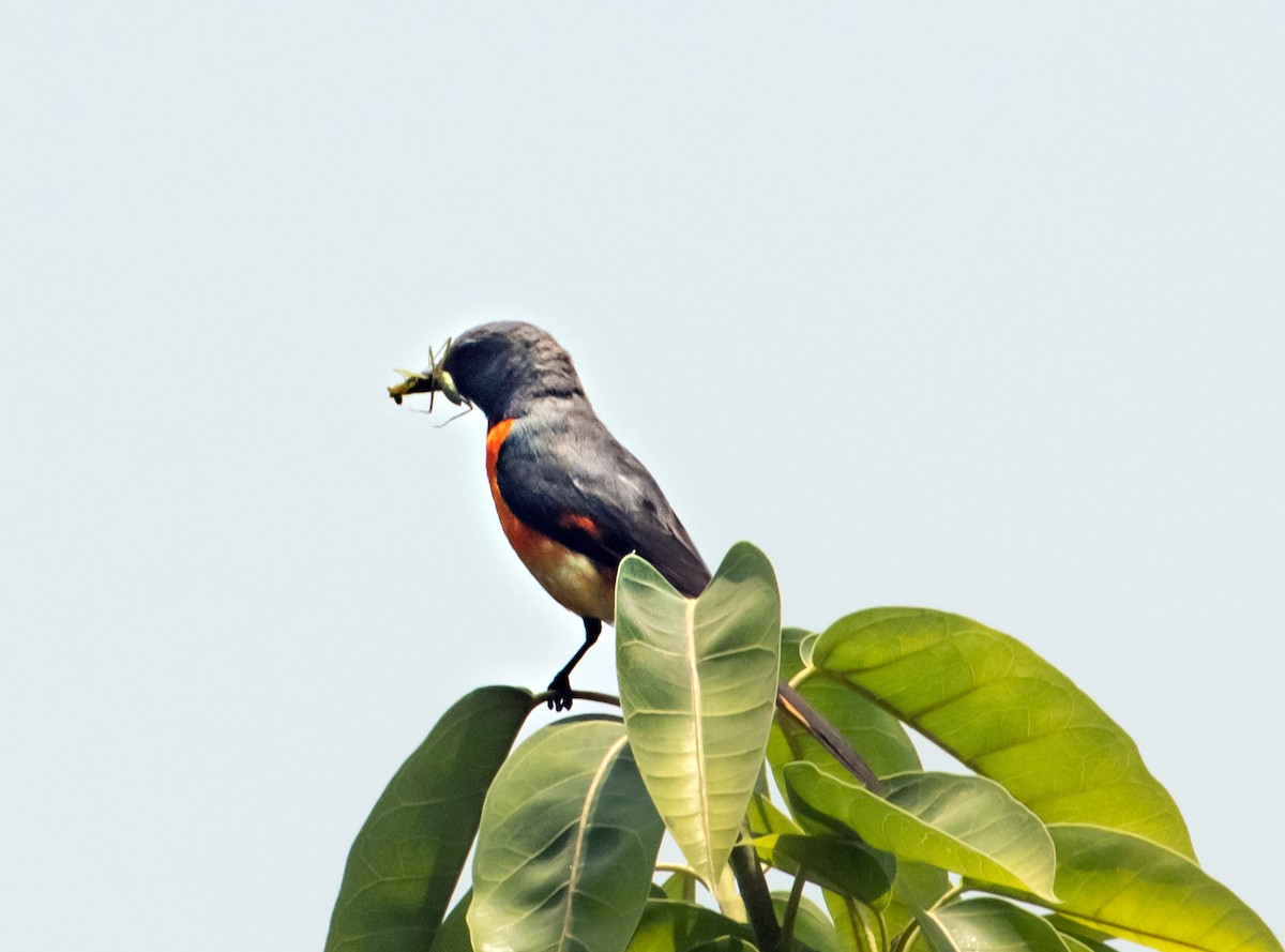 Small Minivet - chandana roy