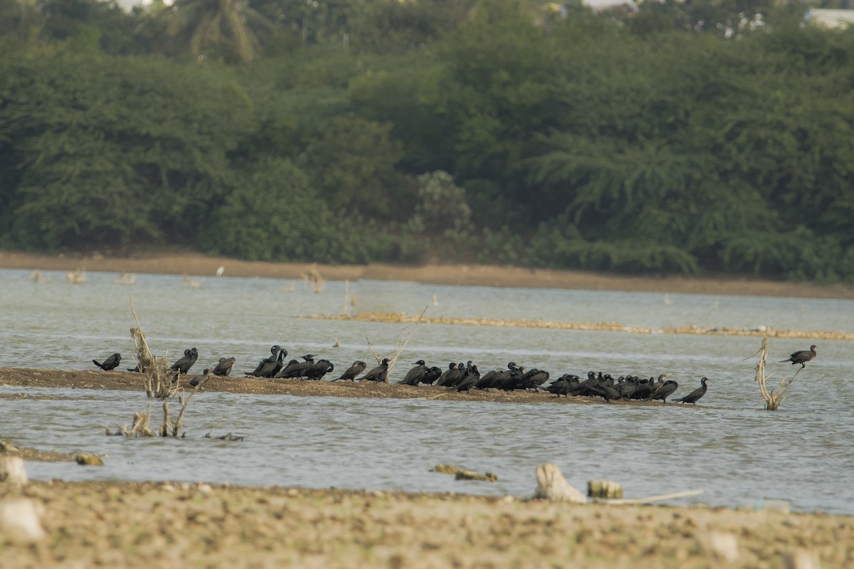 Great Cormorant - Sathish Ramamoorthy