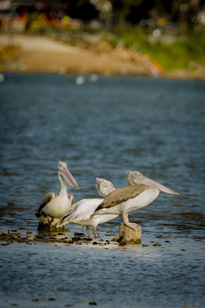 Spot-billed Pelican - Sathish Ramamoorthy