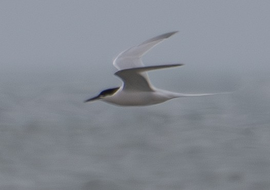 Roseate Tern - Elizabeth Crouthamel