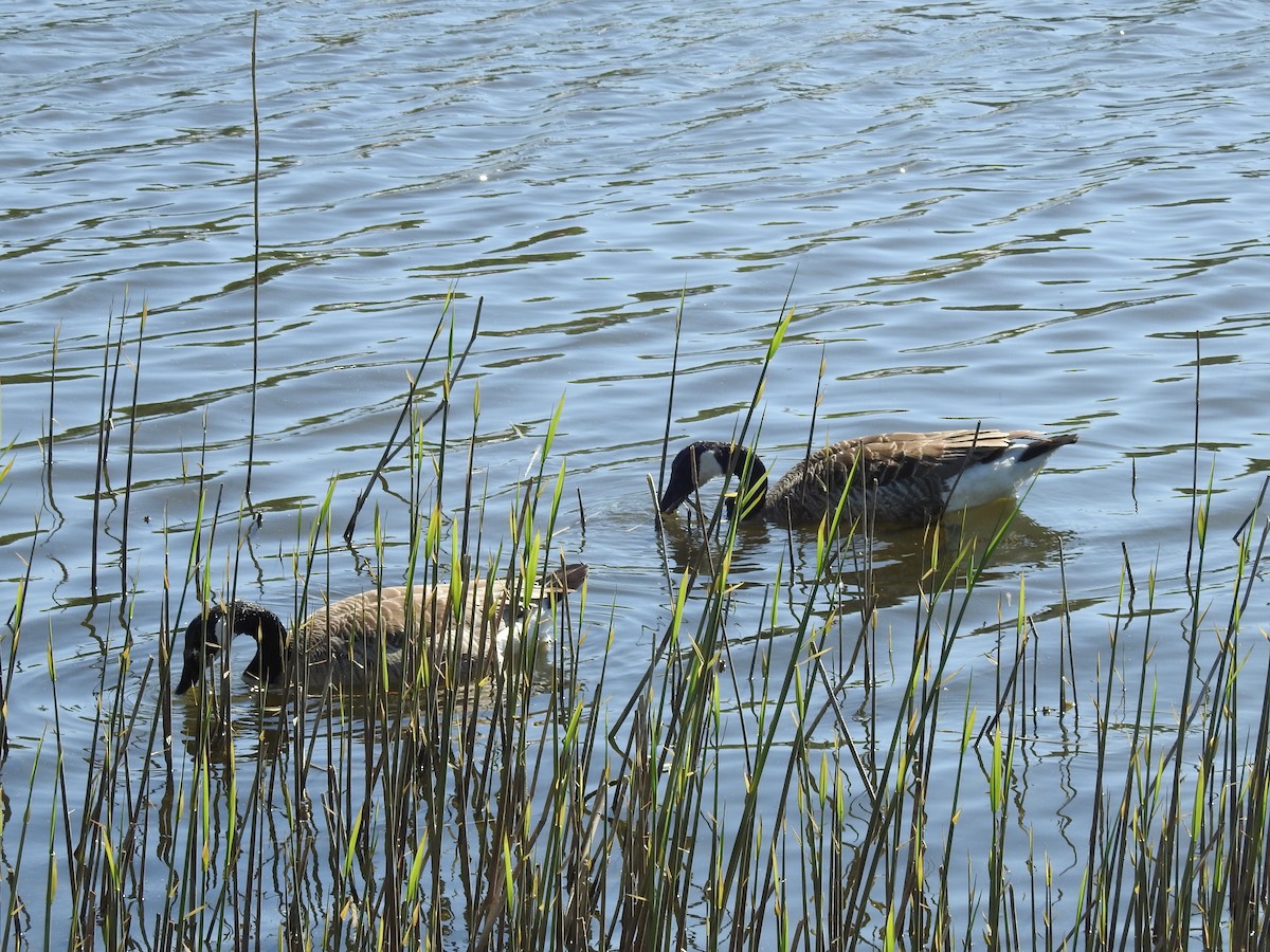 Canada Goose - Zahra El Ansary