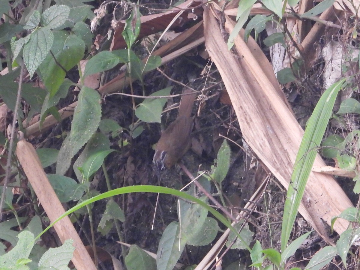 Gray-throated Babbler - Jageshwer verma