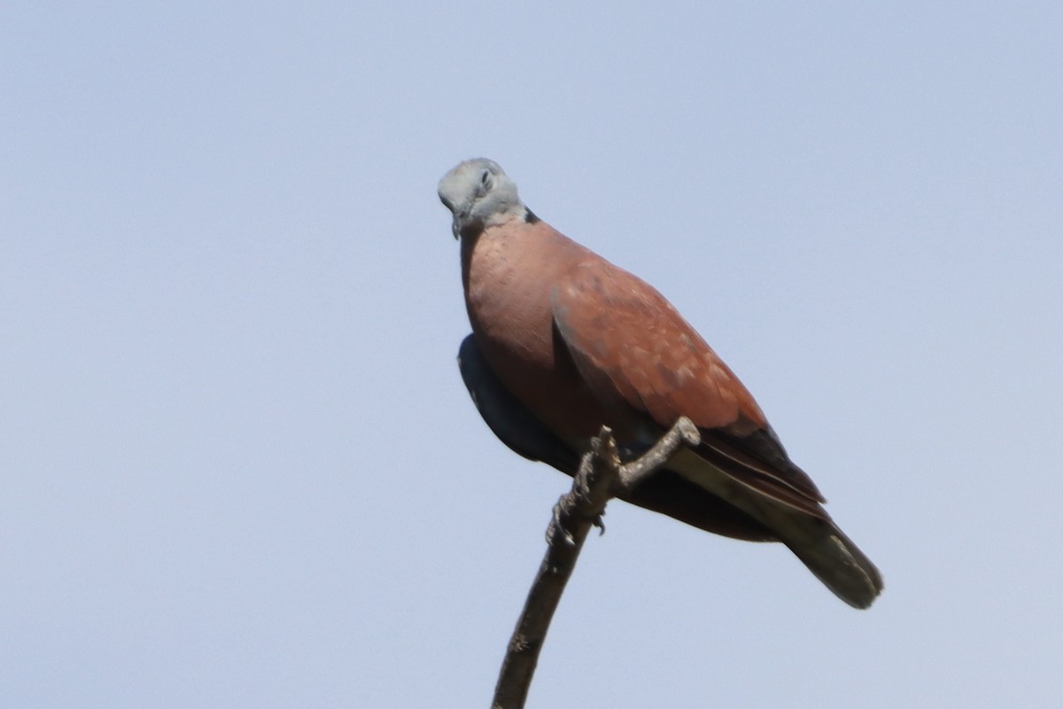 Red Collared-Dove - David Morrison