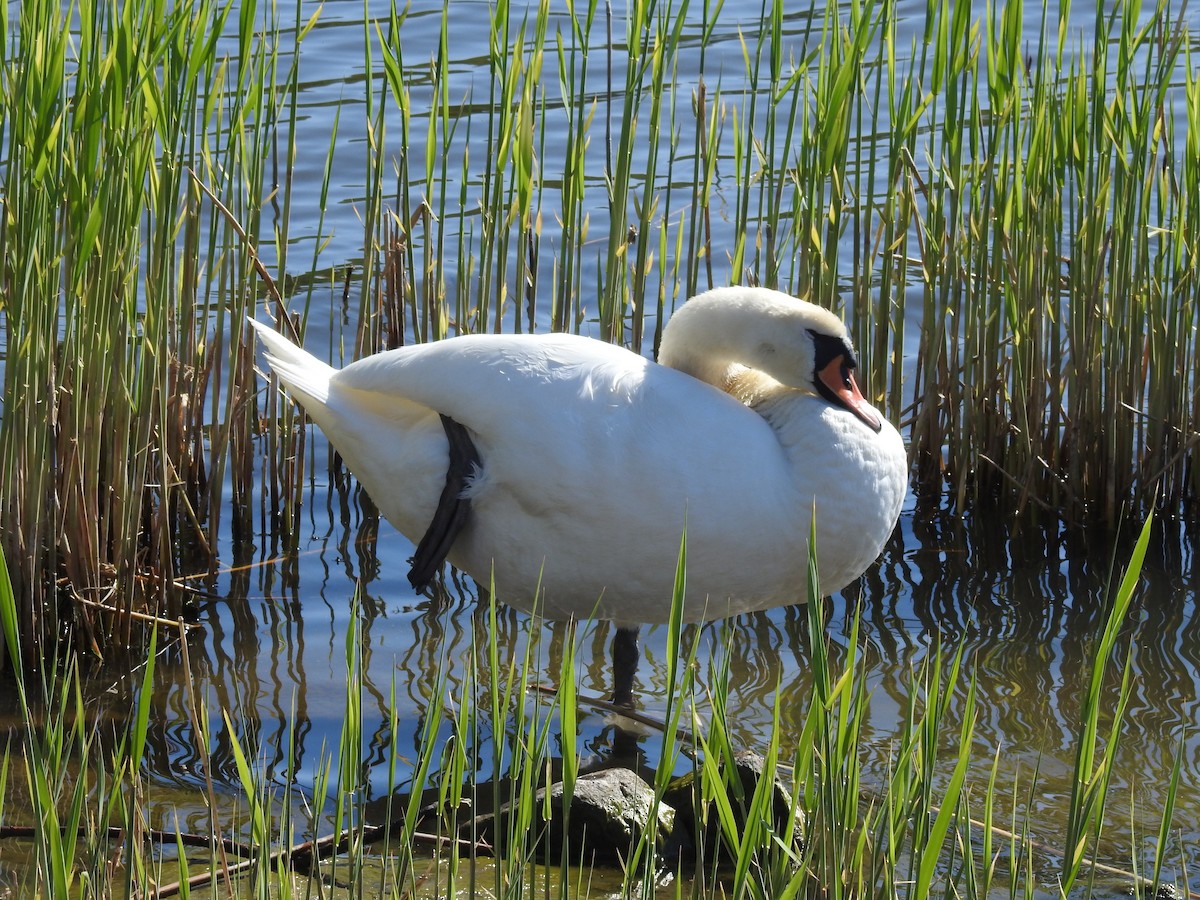 Mute Swan - Zahra El Ansary