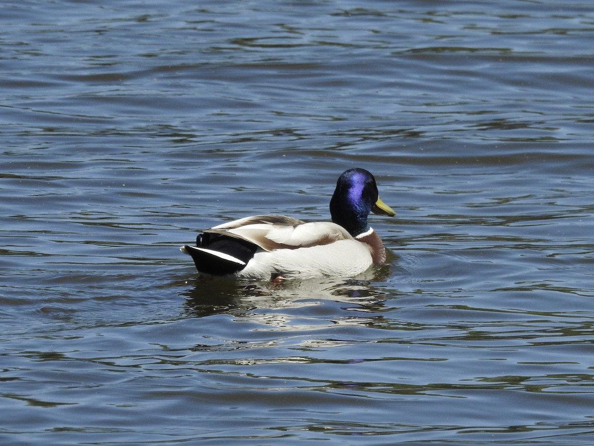 Mallard - Zahra El Ansary