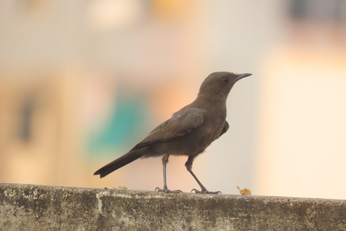 Brown Rock Chat - ML619433801