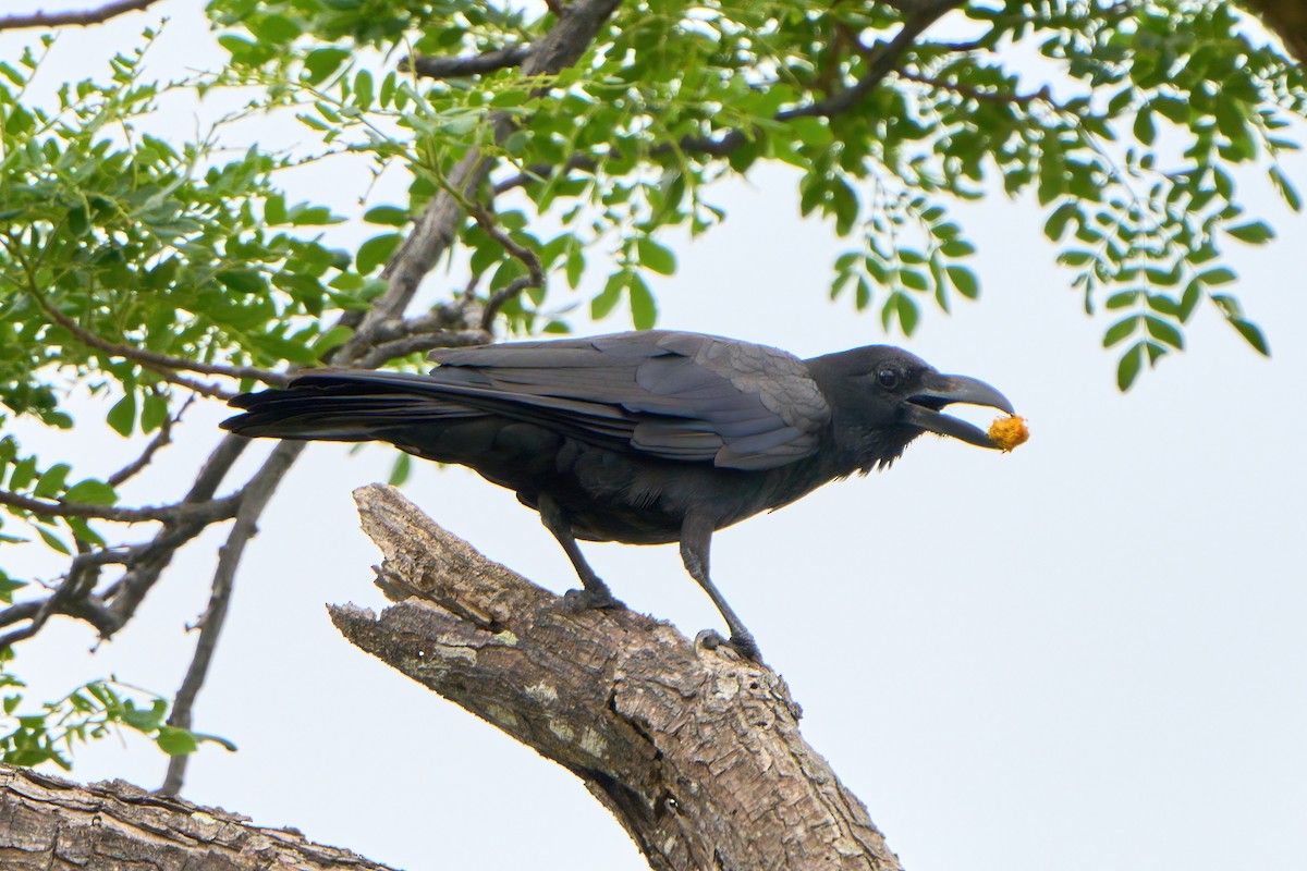 Large-billed Crow - Yuh Woei Chong