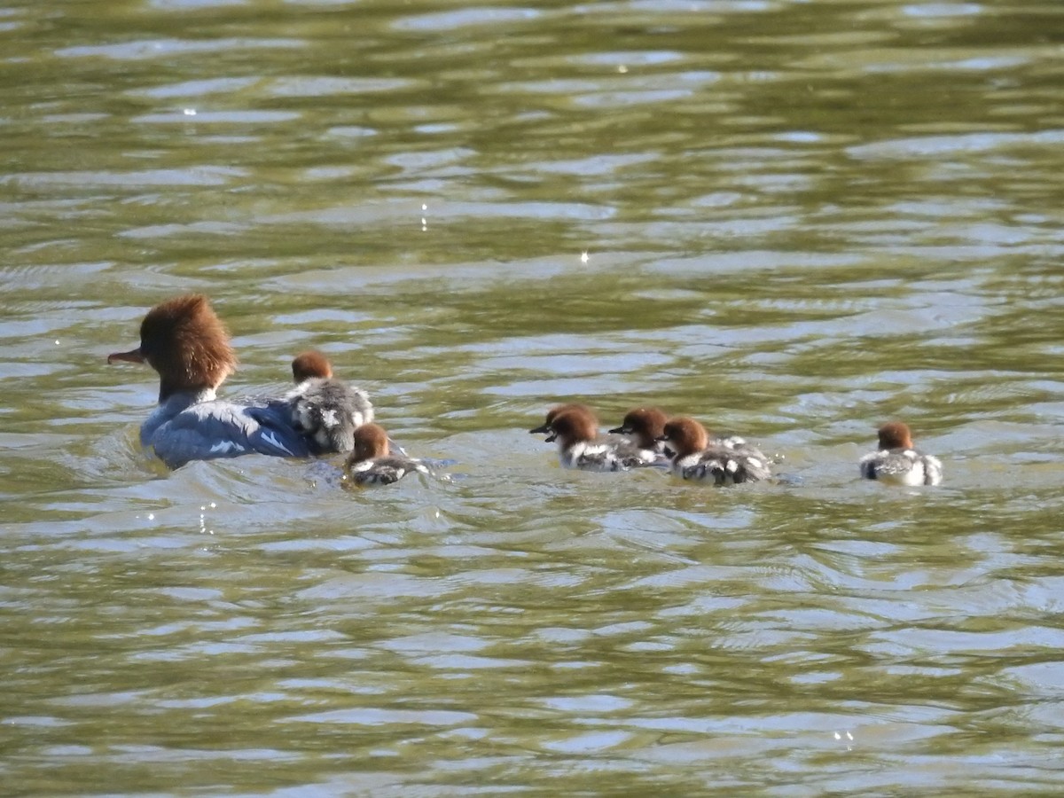 Common Merganser - Zahra El Ansary