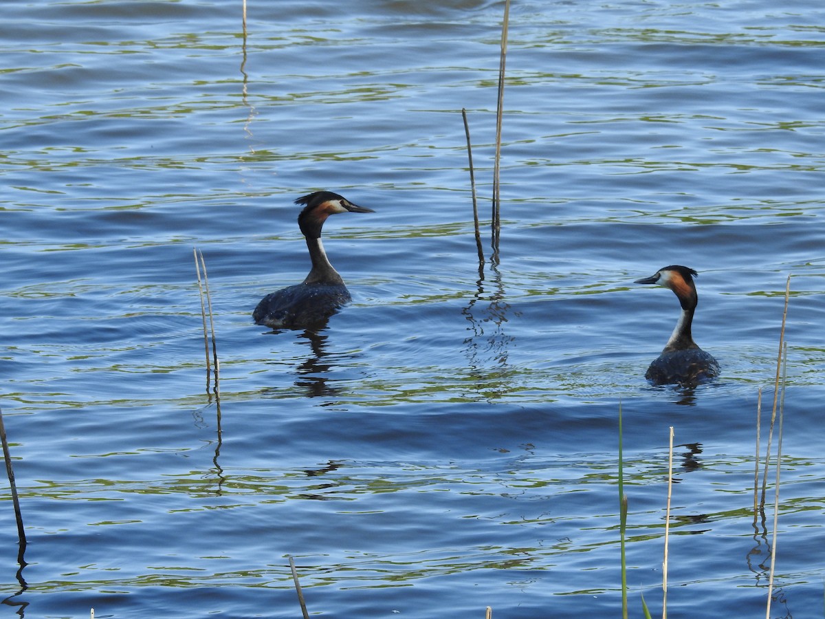 Great Crested Grebe - ML619433817