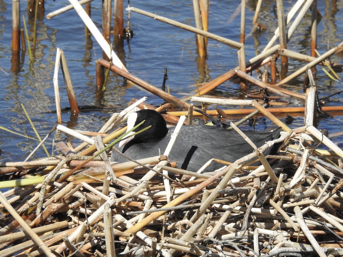 Eurasian Coot - Zahra El Ansary