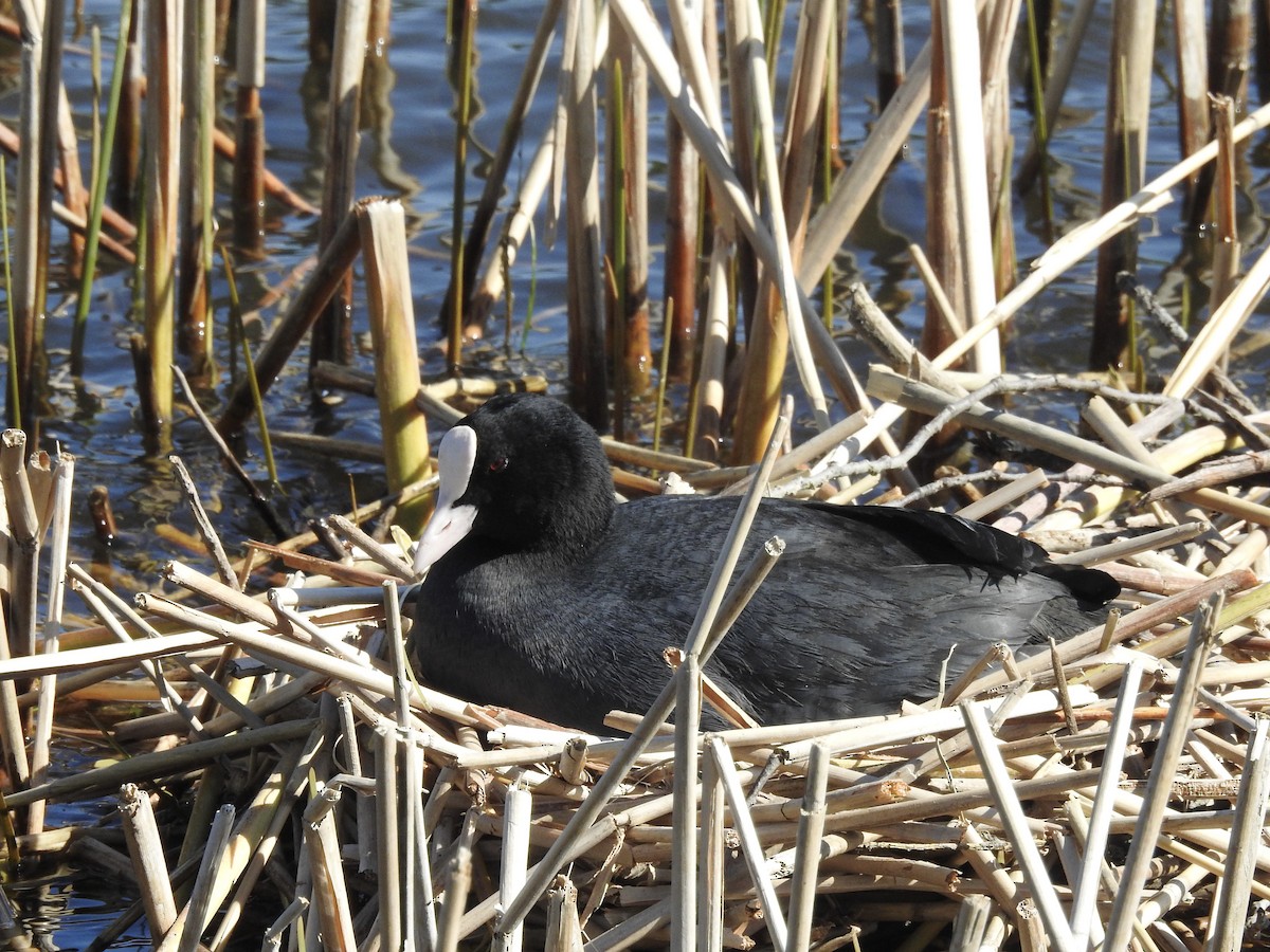 Eurasian Coot - ML619433820