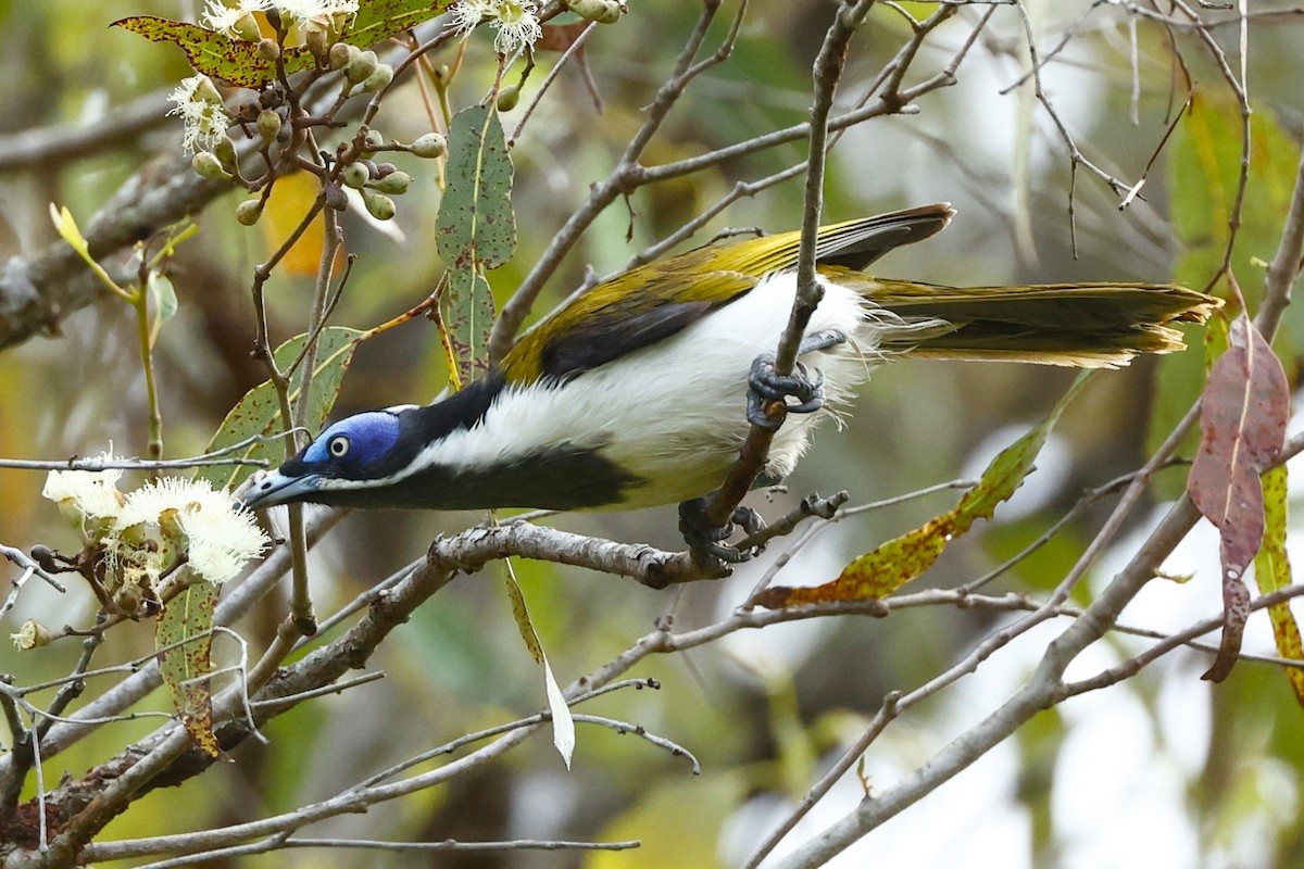 Blue-faced Honeyeater (Blue-faced) - John Mills