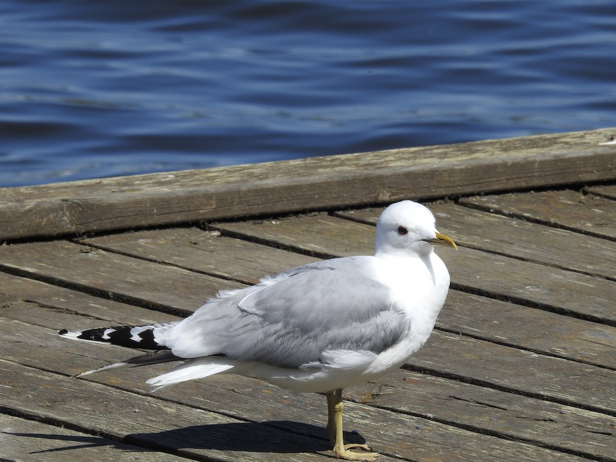 Common Gull - Zahra El Ansary