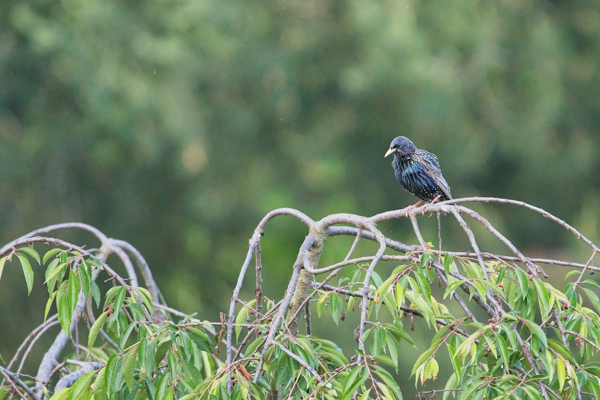 European Starling - Nicola Marchioli