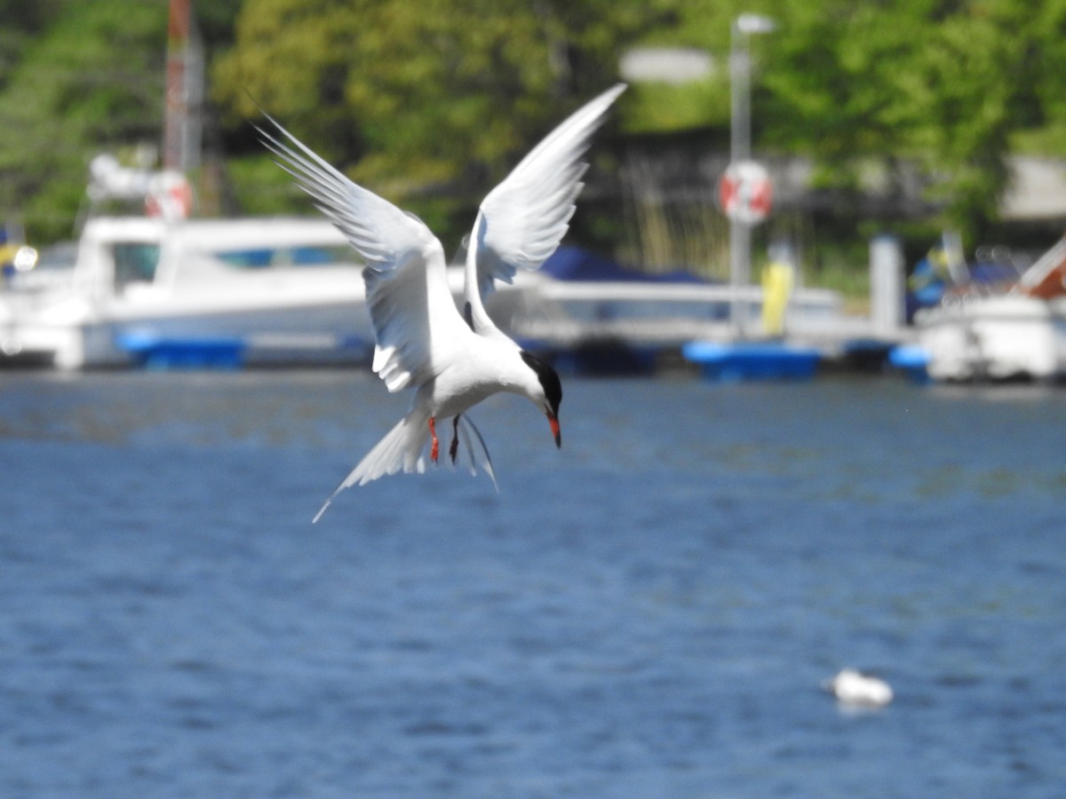 Common Tern - Zahra El Ansary