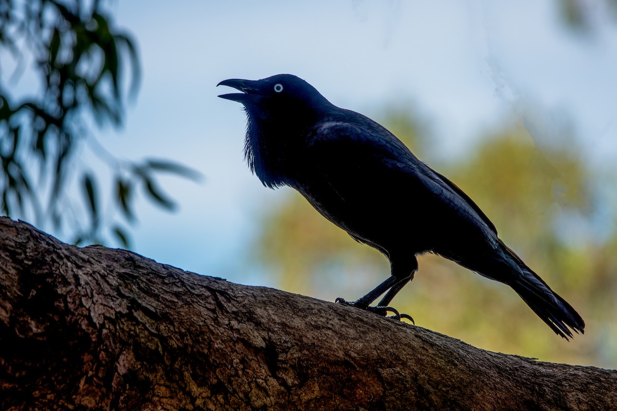 Australian Raven - Geoffrey Groom