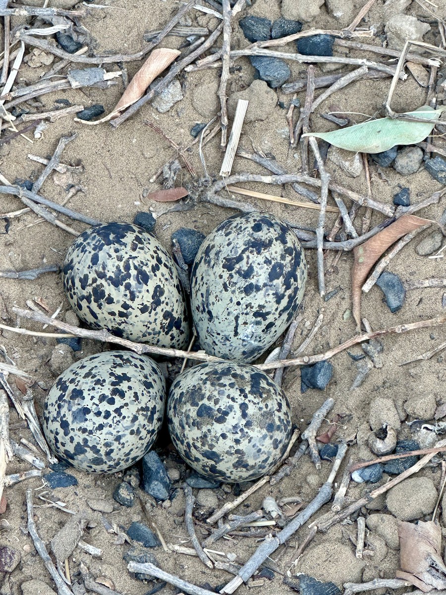 Red-wattled Lapwing - Pia Sethi