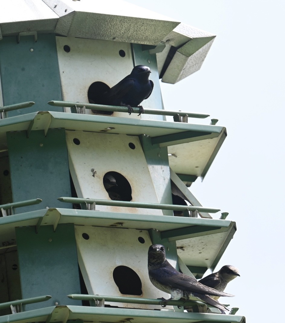 Purple Martin - Bird Smith