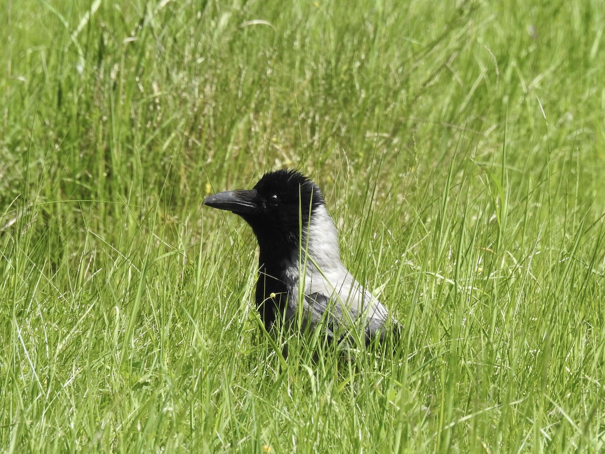 Hooded Crow - Zahra El Ansary