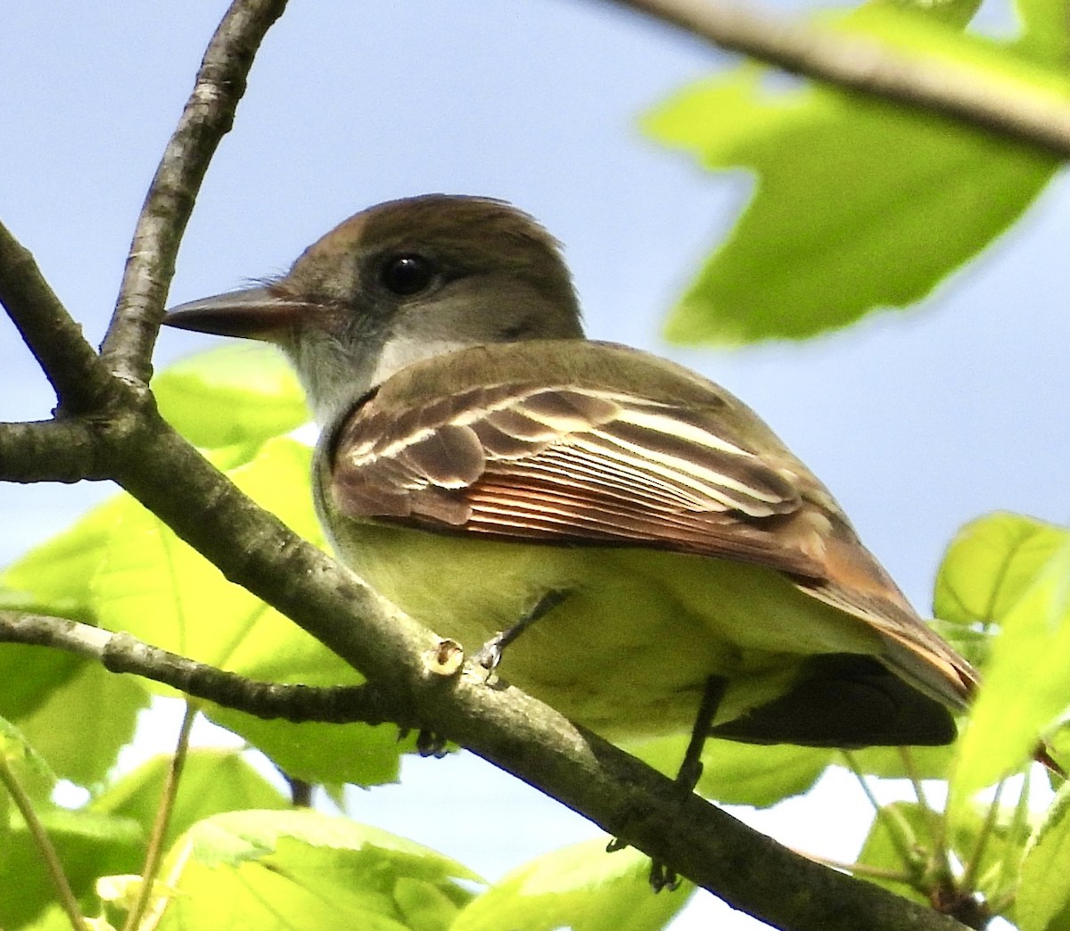 Great Crested Flycatcher - Stella Miller