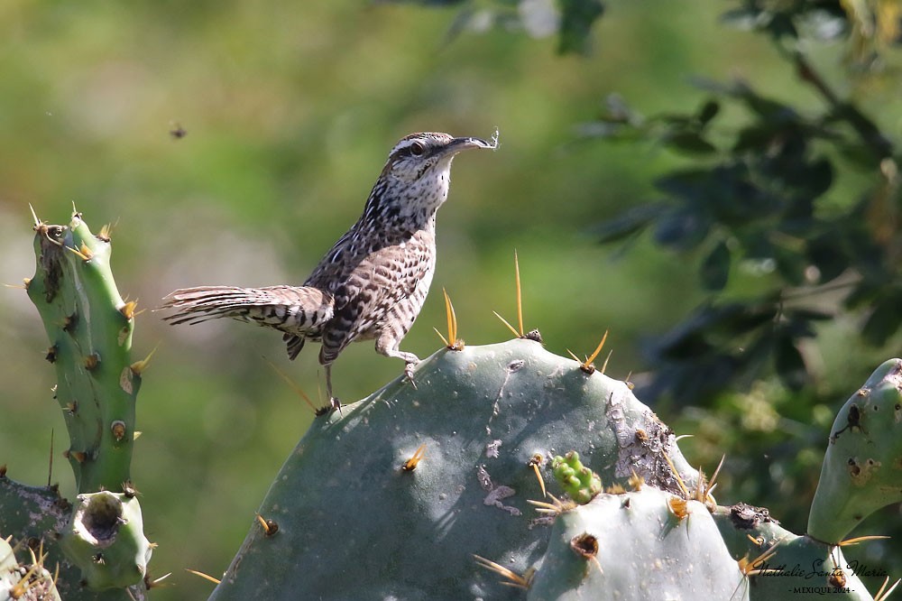 Yucatan Wren - Nathalie SANTA MARIA